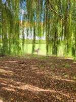 Hundeauslaufgebiet-Naumburg-Bild