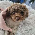 Ersteller:in Nicole Profilbild