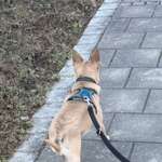 Suchmeldung-Snoopy-Bild