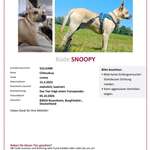 Suchmeldung-Snoopy-Bild