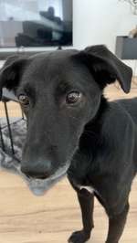 Suchmeldung-Leon-Bild