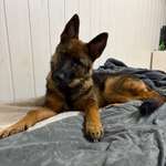 Ersteller:in Leon Profilbild