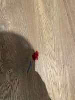 Läufig oder nicht?-Beitrag-Bild