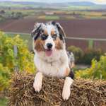 Ersteller:in Dominique Profilbild