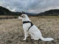 Wie bringe ich meinem Hund das Ballspielen bei?-Beitrag-Bild