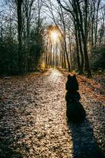 Eurasier Hormon Chip ? Chemisch kastrieren?-Beitrag-Bild