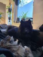 Eurasier Hormon Chip ? Chemisch kastrieren?-Beitrag-Bild