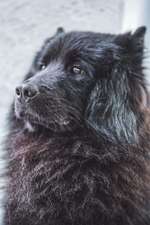 Eurasier Hormon Chip ? Chemisch kastrieren?-Beitrag-Bild