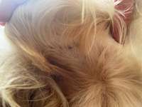 Juckreiz-Beitrag-Bild