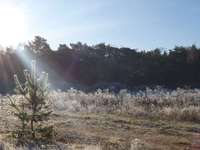 Hundeauslaufgebiet-Adlershofer Wald-Bild