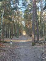 Hundeauslaufgebiet-Adlershofer Wald-Bild