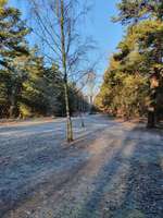 Hundeauslaufgebiet-Adlershofer Wald-Bild