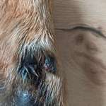 Wolfskralle-Beitrag-Bild