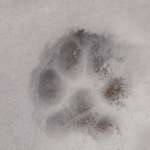 Ersteller:in Geißler Profilbild