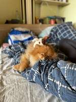 Hundebegegnungen-Beitrag-Bild