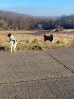 Hundeauslaufgebiet-Schmittenhöhe-Bild