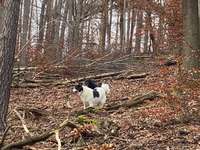 Hundeauslaufgebiet-Schmittenhöhe-Bild