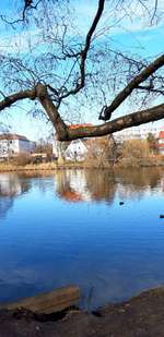 Hundeauslaufgebiet-Obersee-Bild