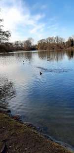 Hundeauslaufgebiet-Obersee-Bild