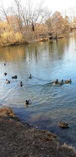 Hundeauslaufgebiet-Obersee-Bild