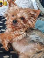 Ohrensalbe im Fell-Beitrag-Bild