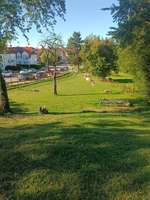 Hundeauslaufgebiet-Hundewiese Ossweil-Bild