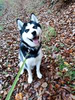 Abgezäunte Hundewiese-Beitrag-Bild