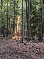 Hundeauslaufgebiet-Erlebnispfad Dämmerwald Schermbeck-Bild