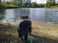 Hundeauslaufgebiet-Saulheimer Bach-Bild