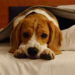 Ersteller:in Heinrich Profilbild