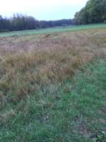 Hundeauslaufgebiet-Hanau Nord-Bild