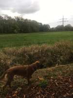 Hundeauslaufgebiet-Hanau Nord-Bild