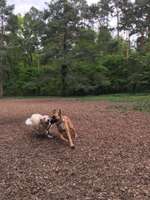 Hundeauslaufgebiet-Hundewiese Steinheim-Bild