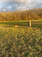 Hundeauslaufgebiet-Hanau Nord-Bild