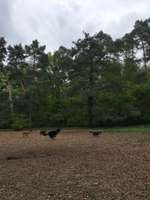 Hundeauslaufgebiet-Hundewiese Steinheim-Bild