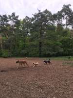 Hundeauslaufgebiet-Hundewiese Steinheim-Bild