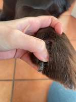 Spröde Krallen-Beitrag-Bild