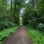 Hundeauslaufgebiet-Feuerbach Lemberg-Bild