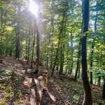 Hundeauslaufgebiet-Feuerbach Lemberg-Bild