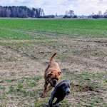 Hundeauslaufgebiet-Bei Mötzow-Bild