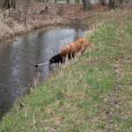 Hundeauslaufgebiet-Bei Mötzow-Bild
