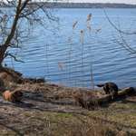 Hundeauslaufgebiet-Totenkopf Plauerhof-Bild