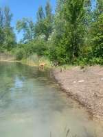 Hundeauslaufgebiet-Binsfeld-Bild