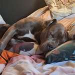 Ersteller:in Dominik Profilbild