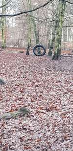 Hundeauslaufgebiet-Volkspark Jungfernheide-Bild