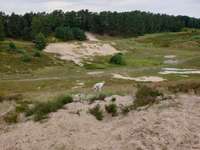 Hundeauslaufgebiet-Neugraben-Bild