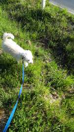 Suche einen neuen Hund für uns?-Beitrag-Bild