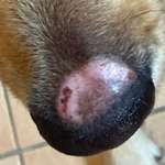 Kahle Stelle über der Nase-Beitrag-Bild