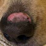 Kahle Stelle über der Nase-Beitrag-Bild