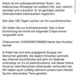 Suchmeldung-Henio - italienischer Windspiel-Bild